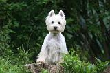 WESTIE 450